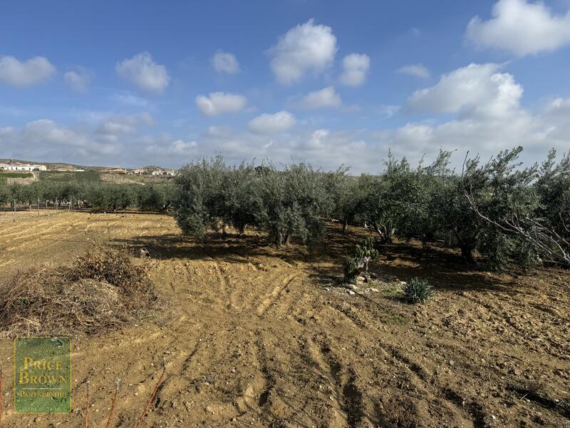 DV1607: Cortijo / Villa for Sale in Aljariz, Almería DV1607: Cortijo / Villa for Sale in Aljariz, Almería